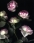 http://www.pic-art.de/wp-content/gallery/roses/thumbs/thumbs_ro-15jpg-ak-sw-web.jpg
