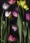 http://www.pic-art.de/wp-content/gallery/tulips/thumbs/thumbs_bt49-kopie-kb_large.jpg